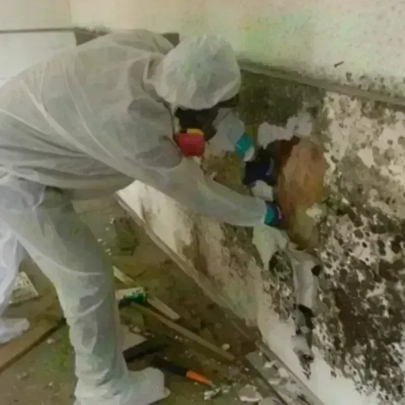 Mold Remediation and Removal in Franklin, GA